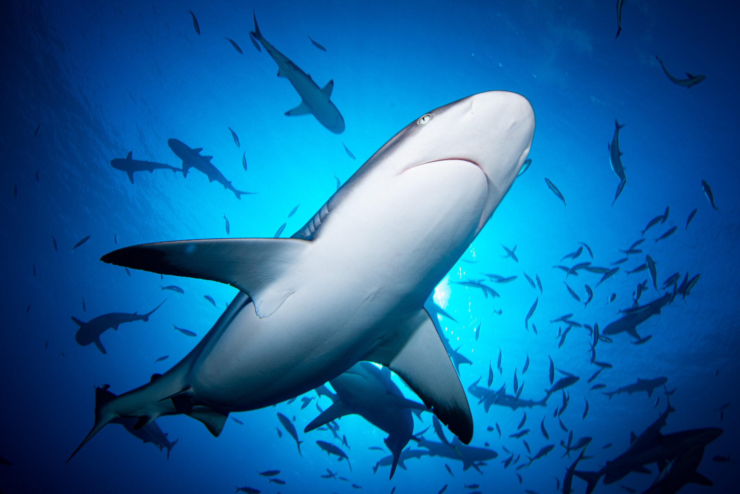 You are currently viewing La Polynésie française, championne de la conservation des requins de récif dans le monde