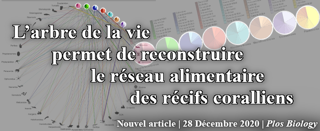 L’arbre de la vie permet de reconstruire le réseau alimentaire des récifs coralliens