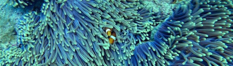 Master 2 Internship: Olfactory landscapes and metamorphosis of the clownfish Amphiprion ocellaris