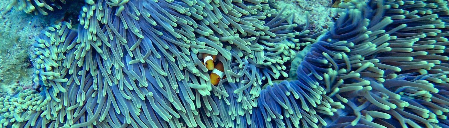 You are currently viewing Stage M2 : Paysages olfactifs et métamorphose du poisson clown Amphiprion ocellaris