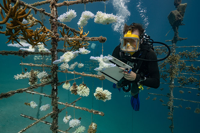 50 ans de recherche sur les récifs coralliens à l’université de Perpignan