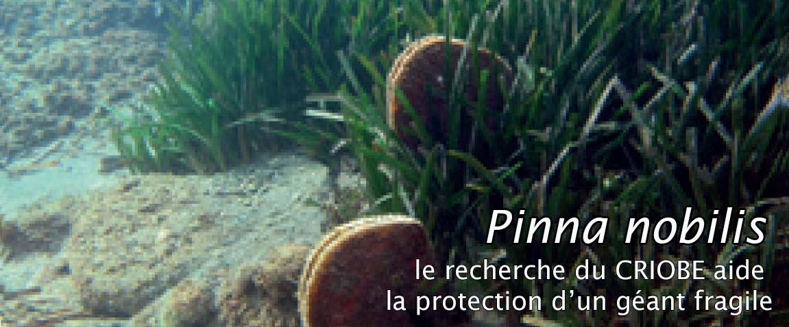 Lire la suite à propos de l’article Pinna nobilis