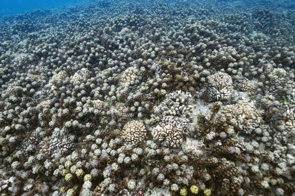 Stage M2 : Mécanismes à l’origine de la prolifération de l’algue brune Turbinaria ornata sur la pente externe récifale de Moorea, Polynésie française